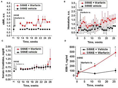 Chronic Hematuria Increases Chronic Kidney Injury and Epithelial–Mesenchymal Transition in 5/6 Nephrectomy Rats